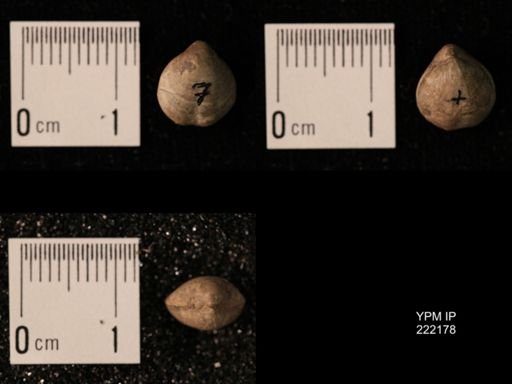 Composita lewisensis