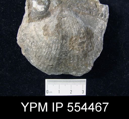 Costispirifer arenosus
