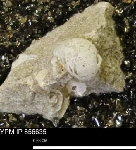 Euspira sp.