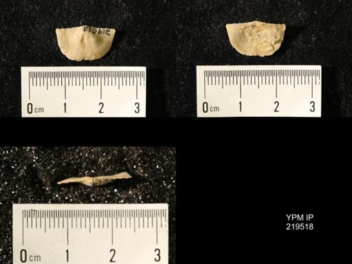 Chonetes granulifer