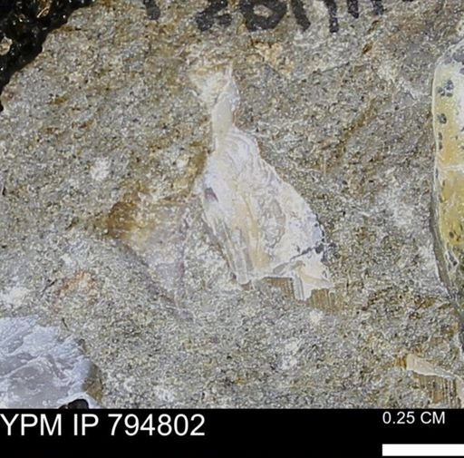 Phelopteria linguaeformis