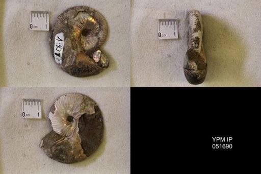 Hoploscaphites nicolletii
