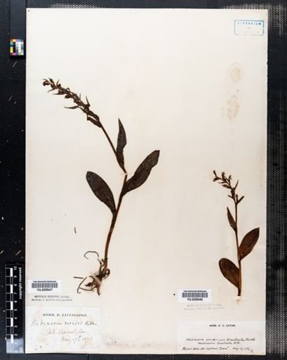 Dactylorhiza viridis