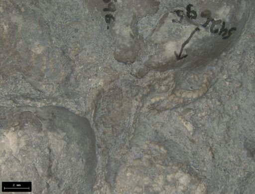 Aplocoma damesii