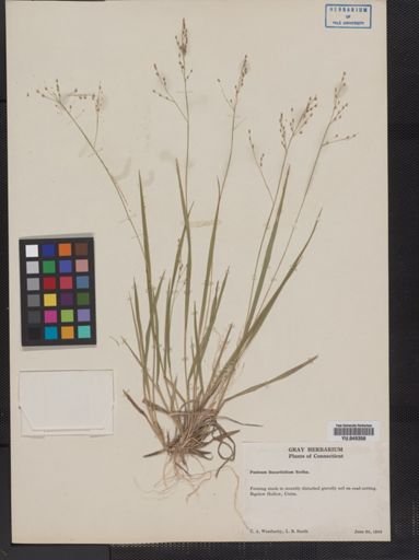 Panicum linearifolium