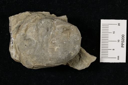Linoproductus magnispinus