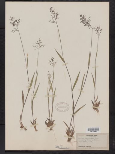 Panicum columbianum tsugetorum