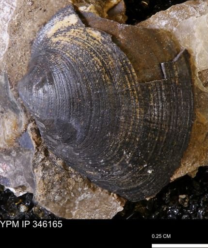 Limopsis striatopunctatus