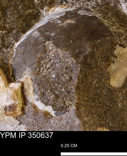 undet. Mollusca