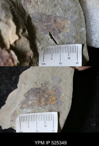undet. Arthropoda