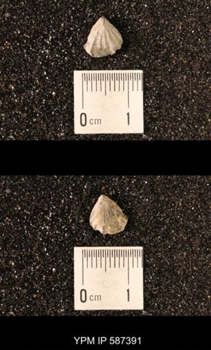 Camarotoechia whitei