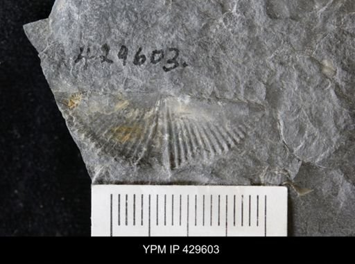 Mucrospirifer thedfordensis