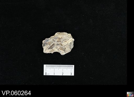 undet. Actinopterygii