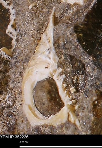 Limopsis striatopunctatus