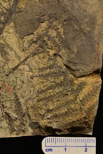 Microphyllopteris gieseckiana