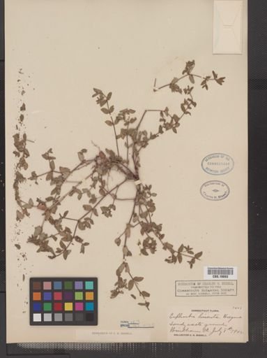 Euphorbia vermiculata