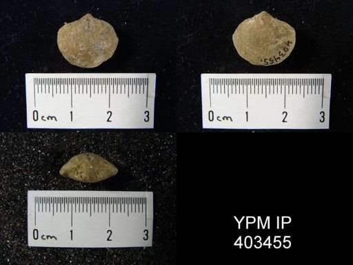 Cleiothyridina sublamellosa?