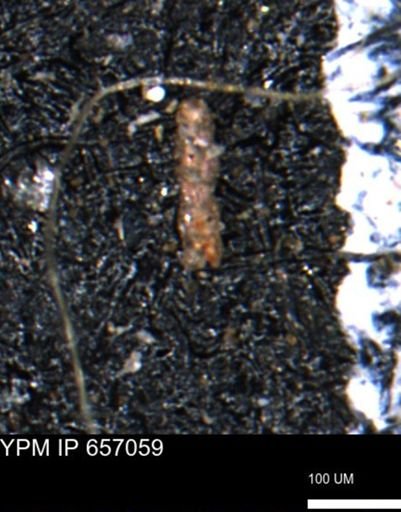 Ammobaculoides phaulus
