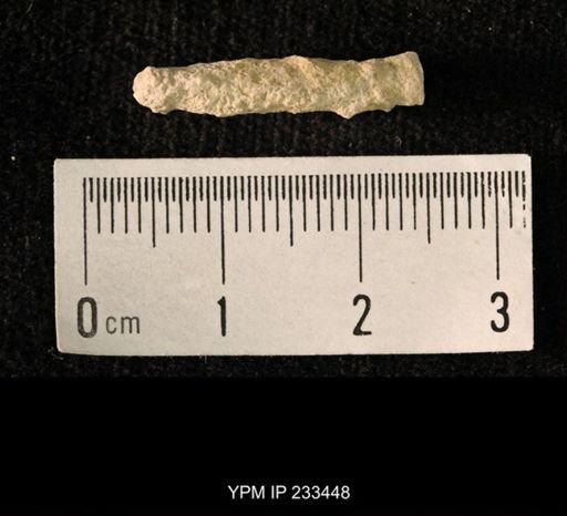 Archaeocidaris sp.