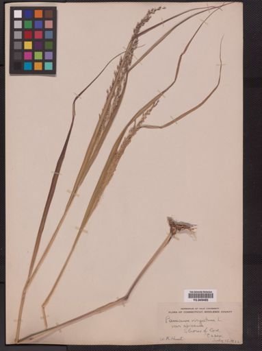 Panicum virgatum