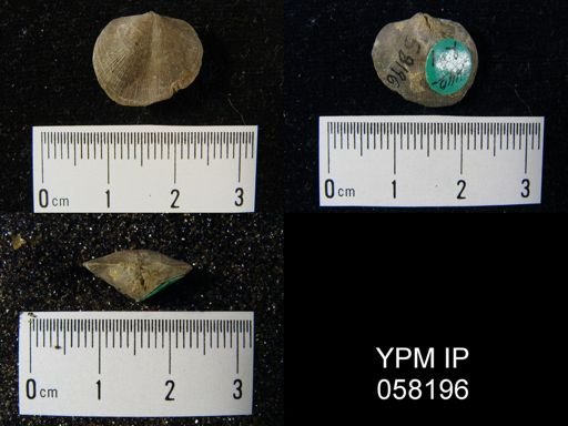 Dalmanella perelegans