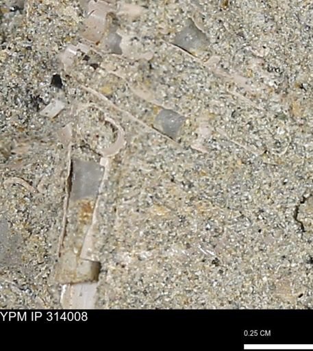 undet. Scaphopoda
