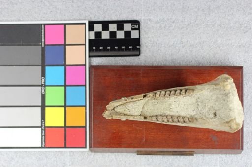 Protoceras celer