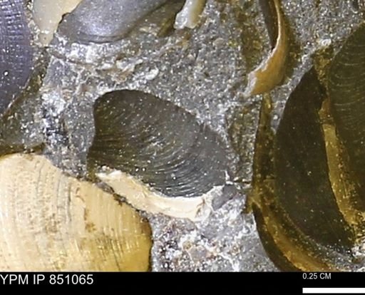 Limopsis striatopunctatus