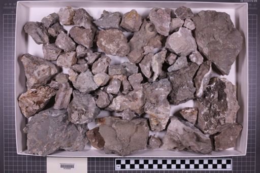mixed taxa, stratigraphic collection
