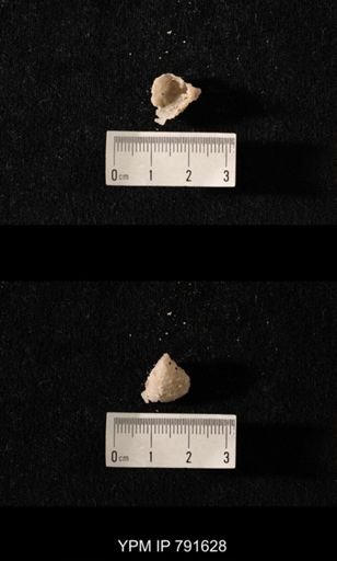 undet. Brachiopoda