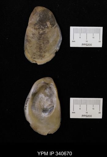 Ostrea translucida