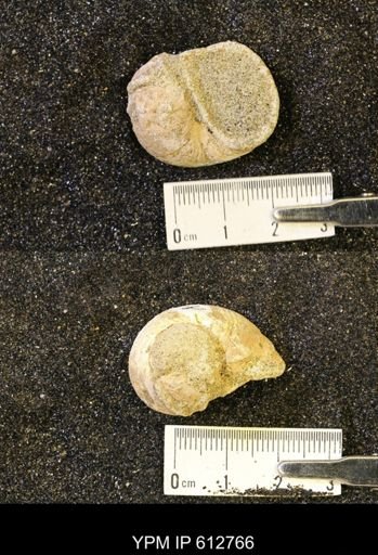 Vanikoropsis sp.