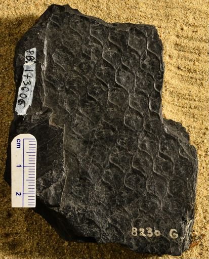 Lepidodendron sp.