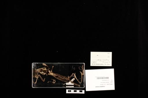 Uroplatus henkeli