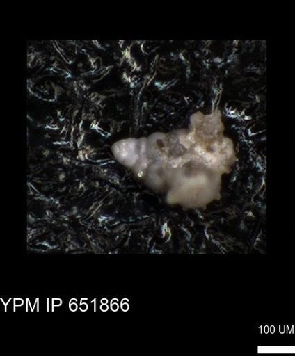 undet. Heterohelicidae