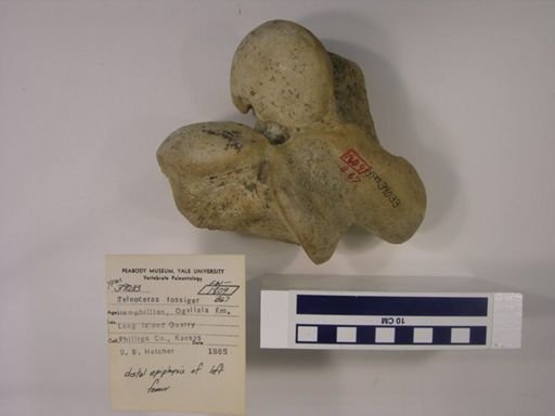 Teleoceras fossiger