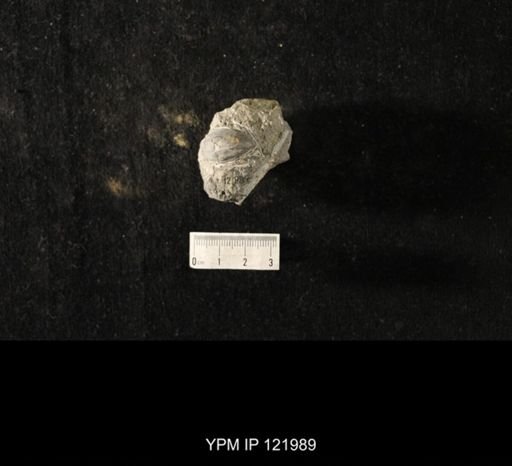 undet. Platyceratoidea