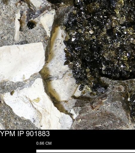 undet. Mollusca