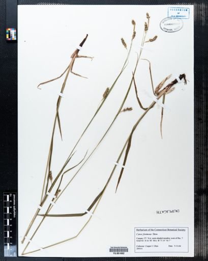 Carex formosa