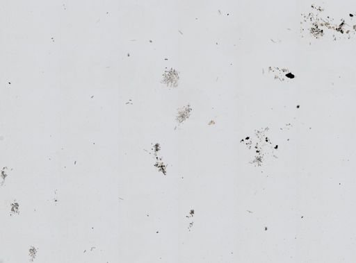 Chalinula loosanoffi
