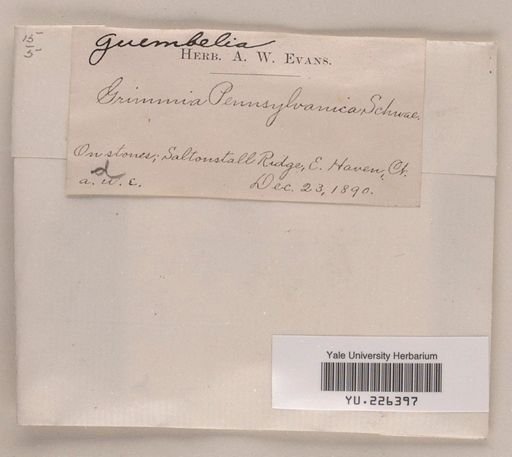 Grimmia pennsylvanica