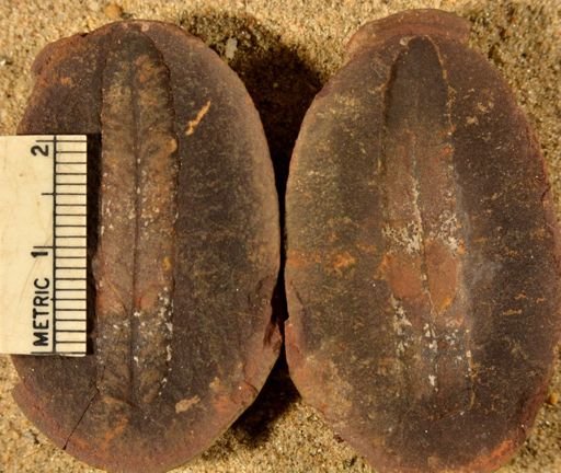 Pecopteris