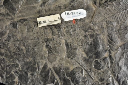 Pecopteris sp.