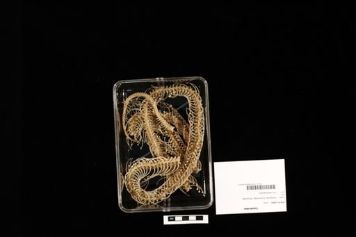 Colubridae