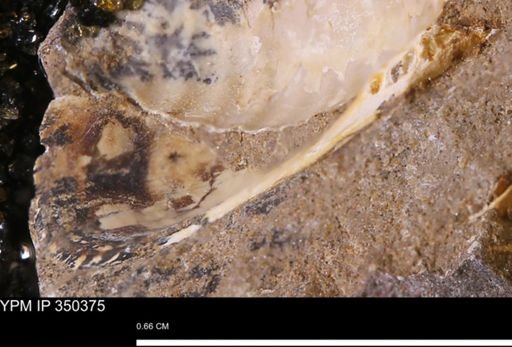 undet. Mollusca