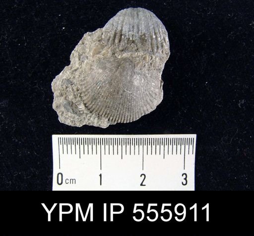 Spirifer keokuk
