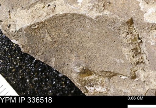 undet. Mollusca