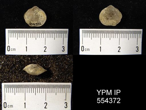 undet. Orthida