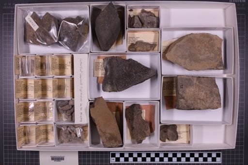 mixed taxa, stratigraphic collection