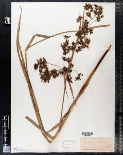 Scirpus sylvaticus